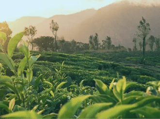 Unilever: Revolutionising in-home tea brewing